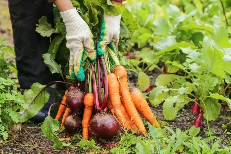 Harvesting