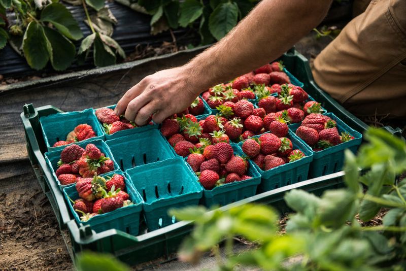 Harvesting