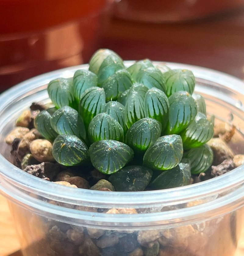 Haworthia