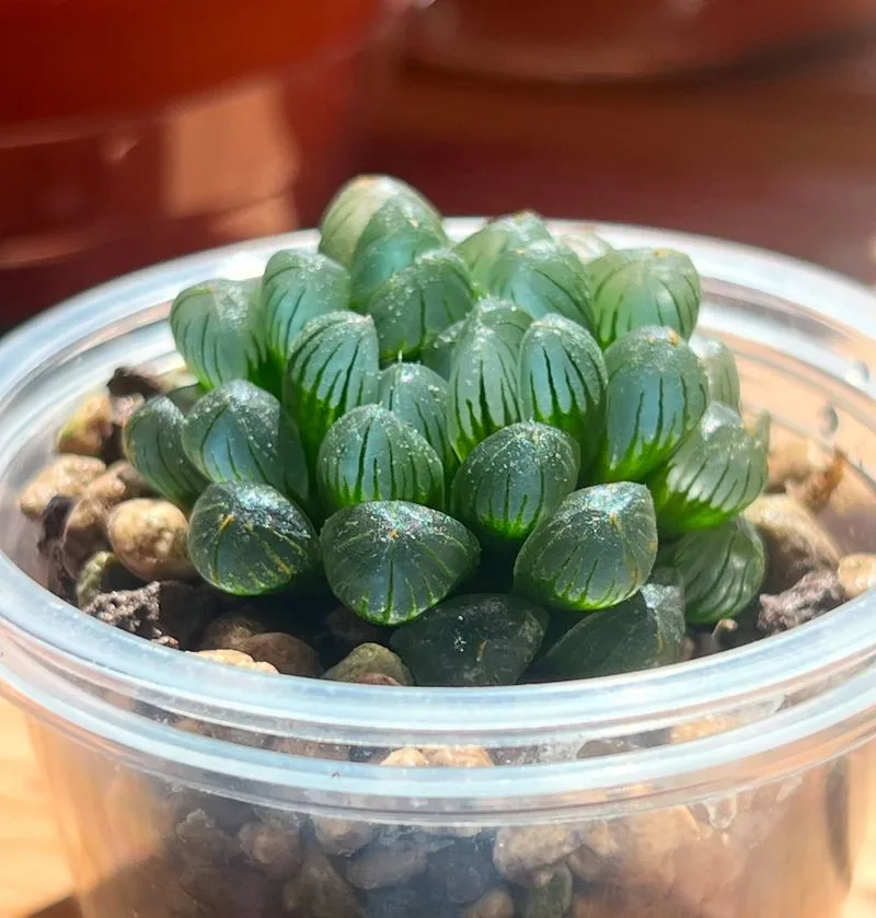 Haworthia