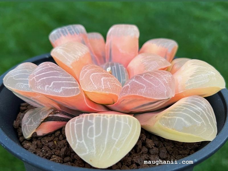 Haworthia
