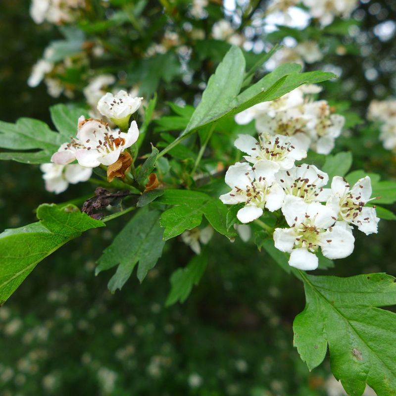 Hawthorn Tree