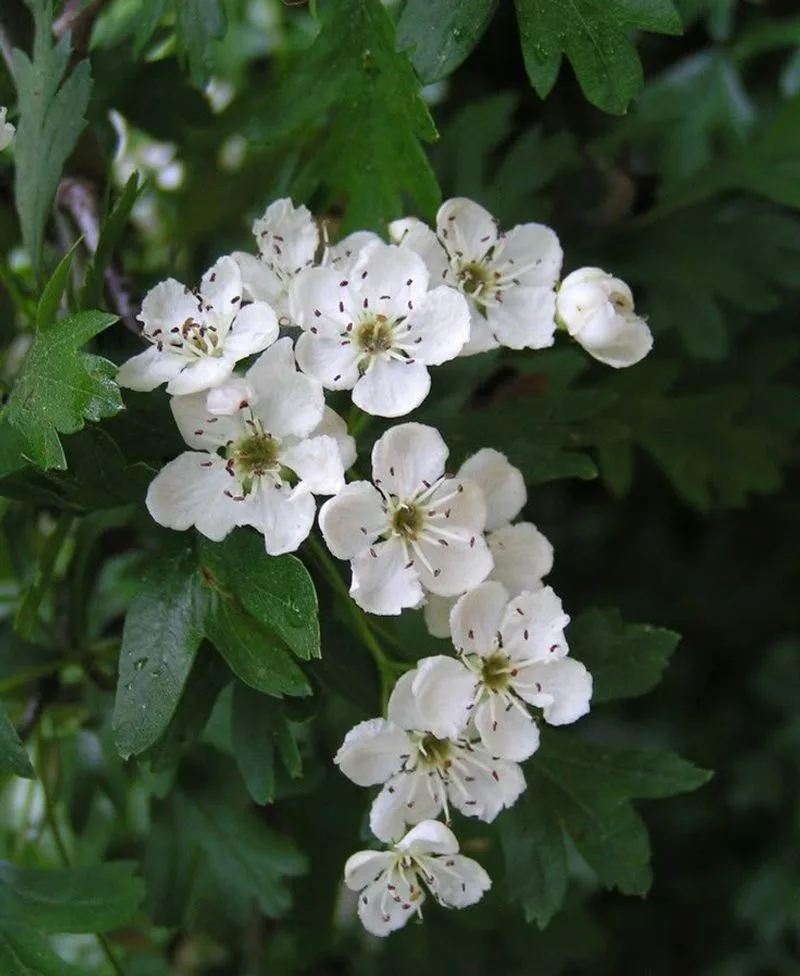 Hawthorn