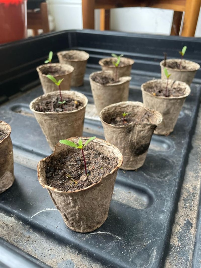 Healthier Plant Growth