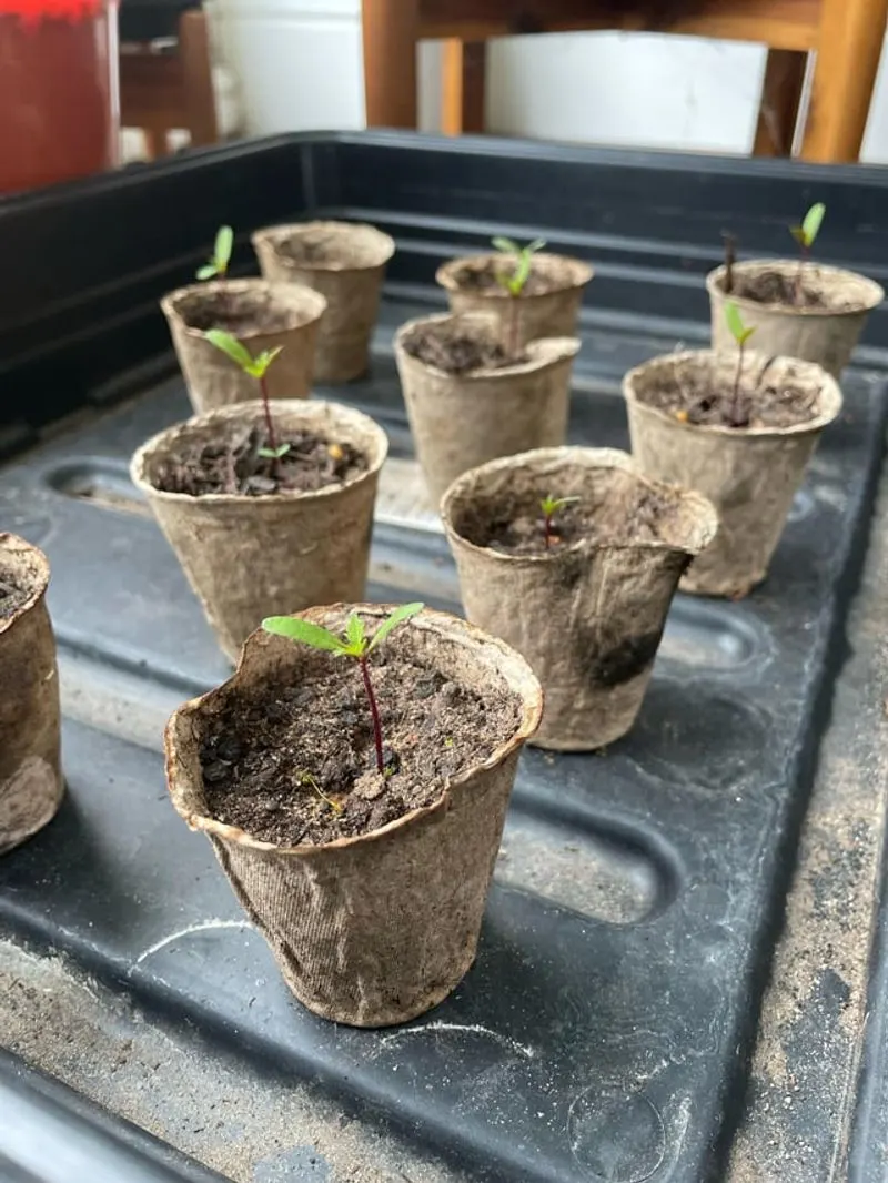Healthier Plant Growth