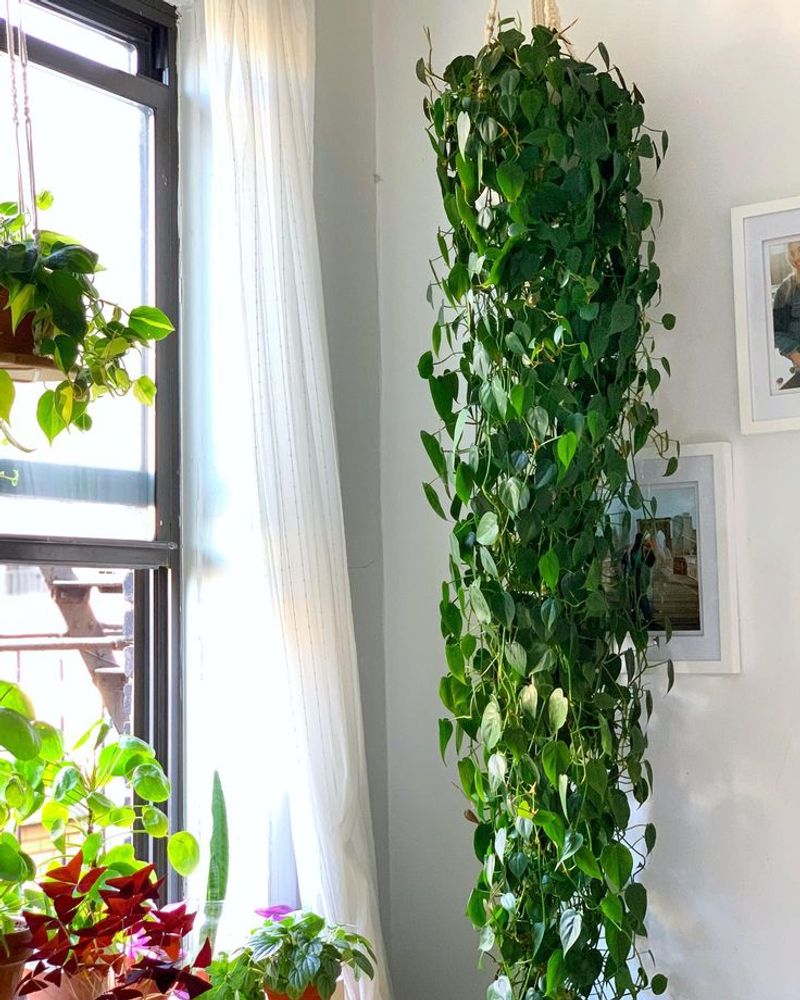 Heartleaf Philodendron
