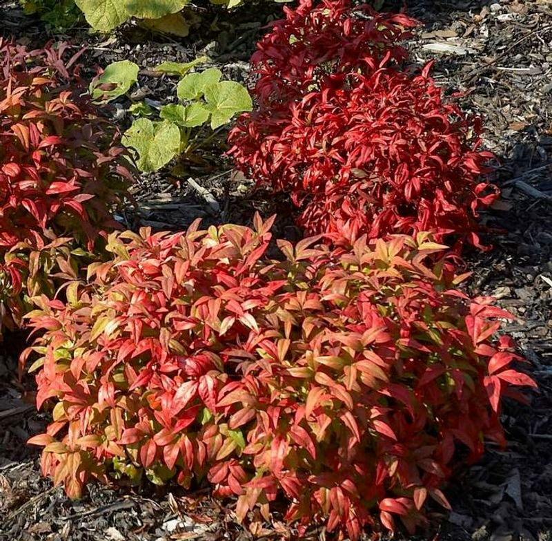 Heavenly Bamboo (Nandina domestica)