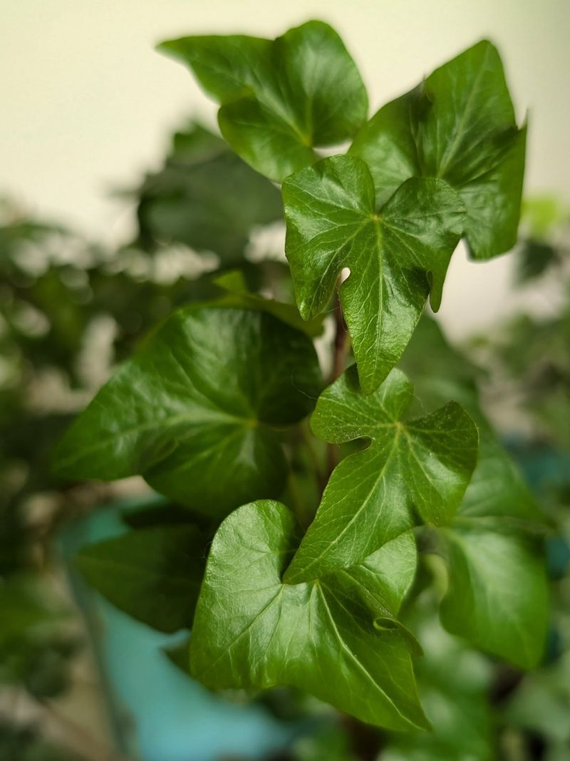 Hedera Helix (English Ivy)