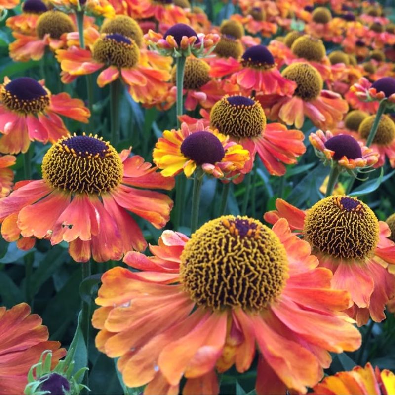Helenium