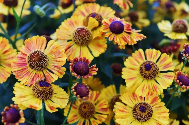 Helenium