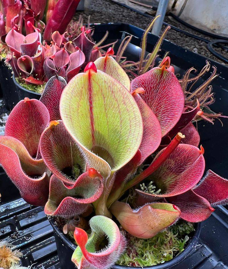 Heliamphora