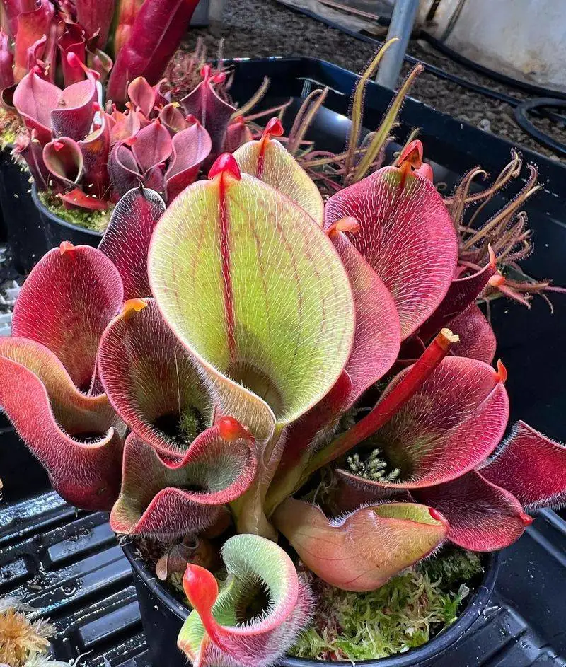 Heliamphora