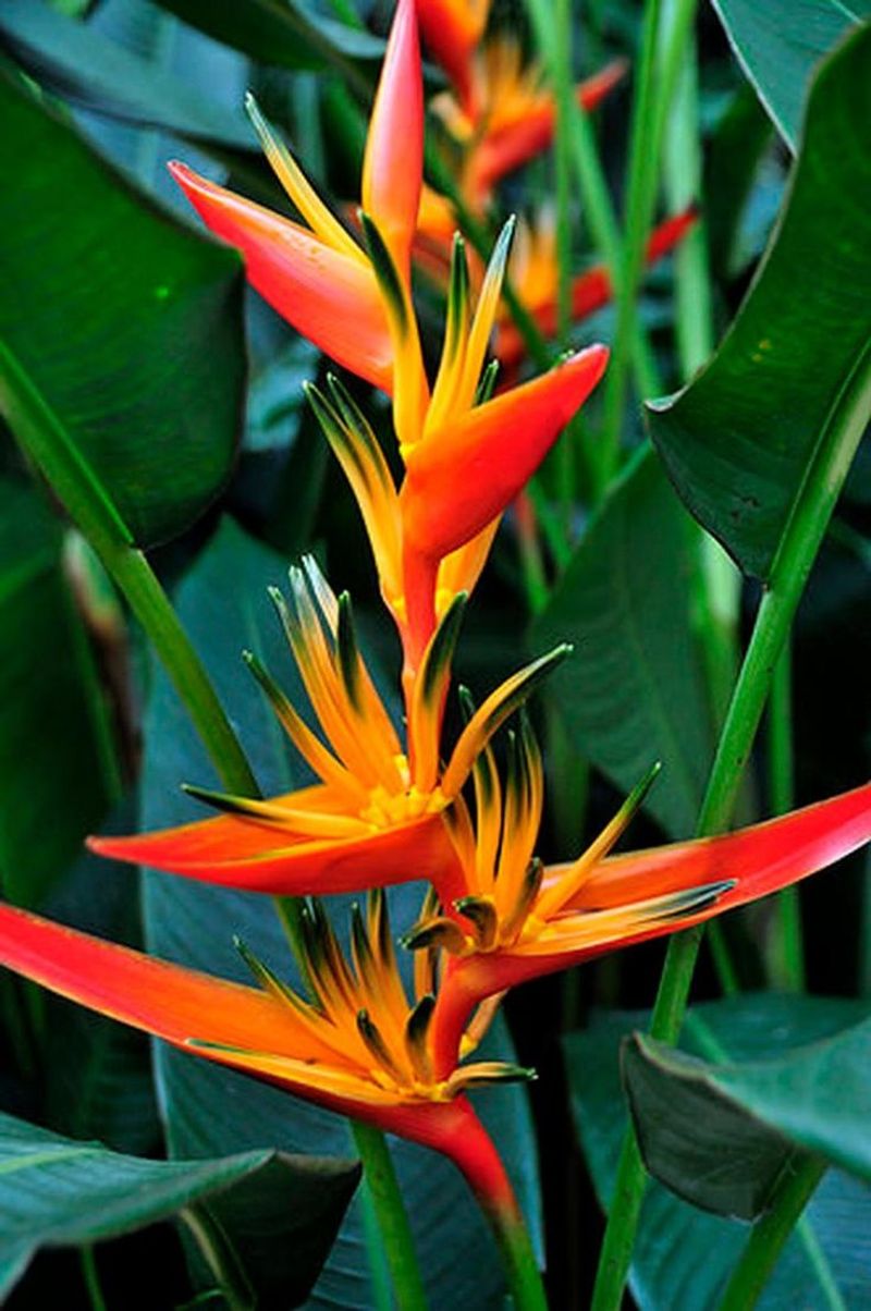 Heliconia