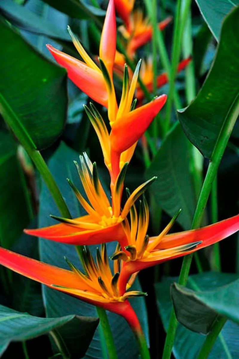 Heliconia
