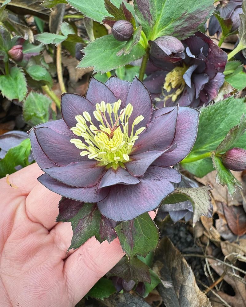 Hellebore
