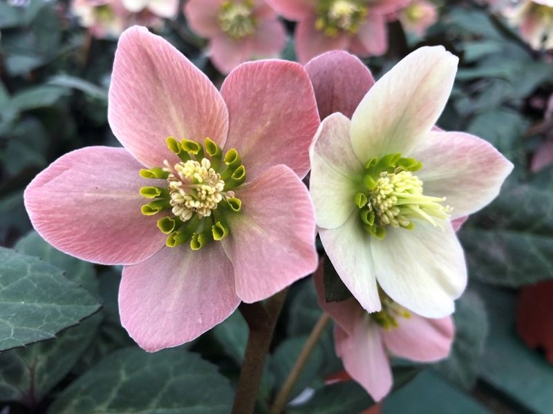 Hellebore