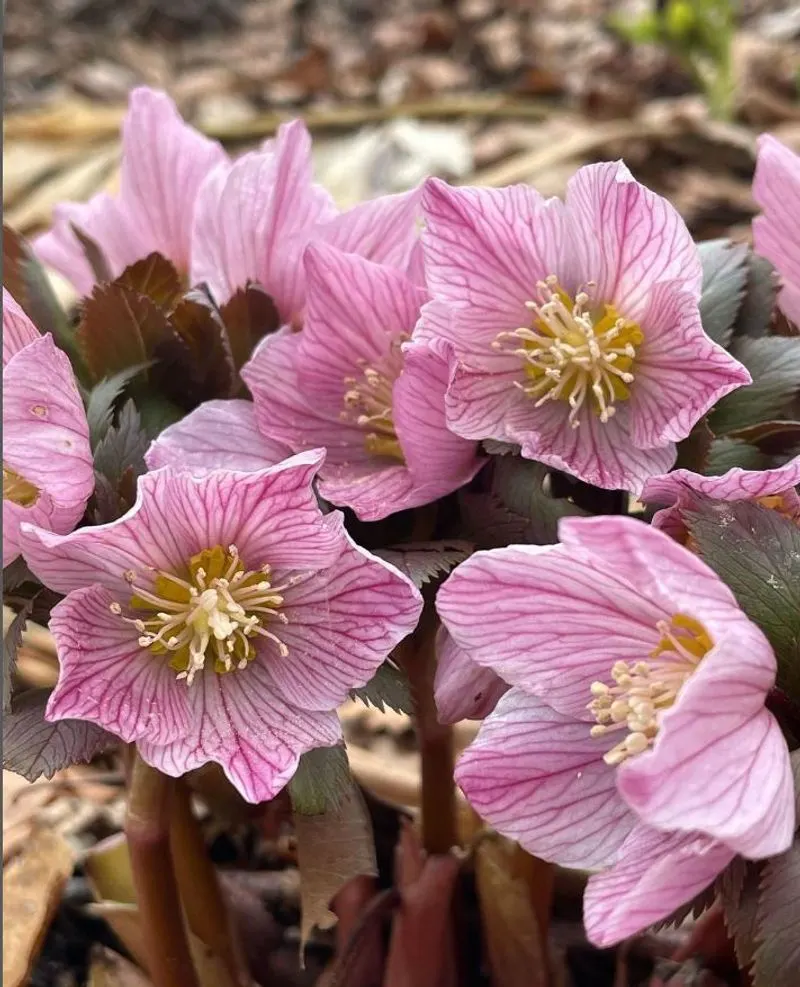 Hellebore