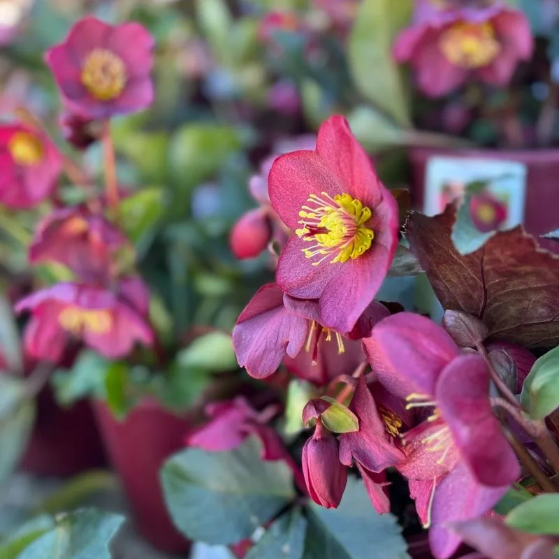 Hellebores