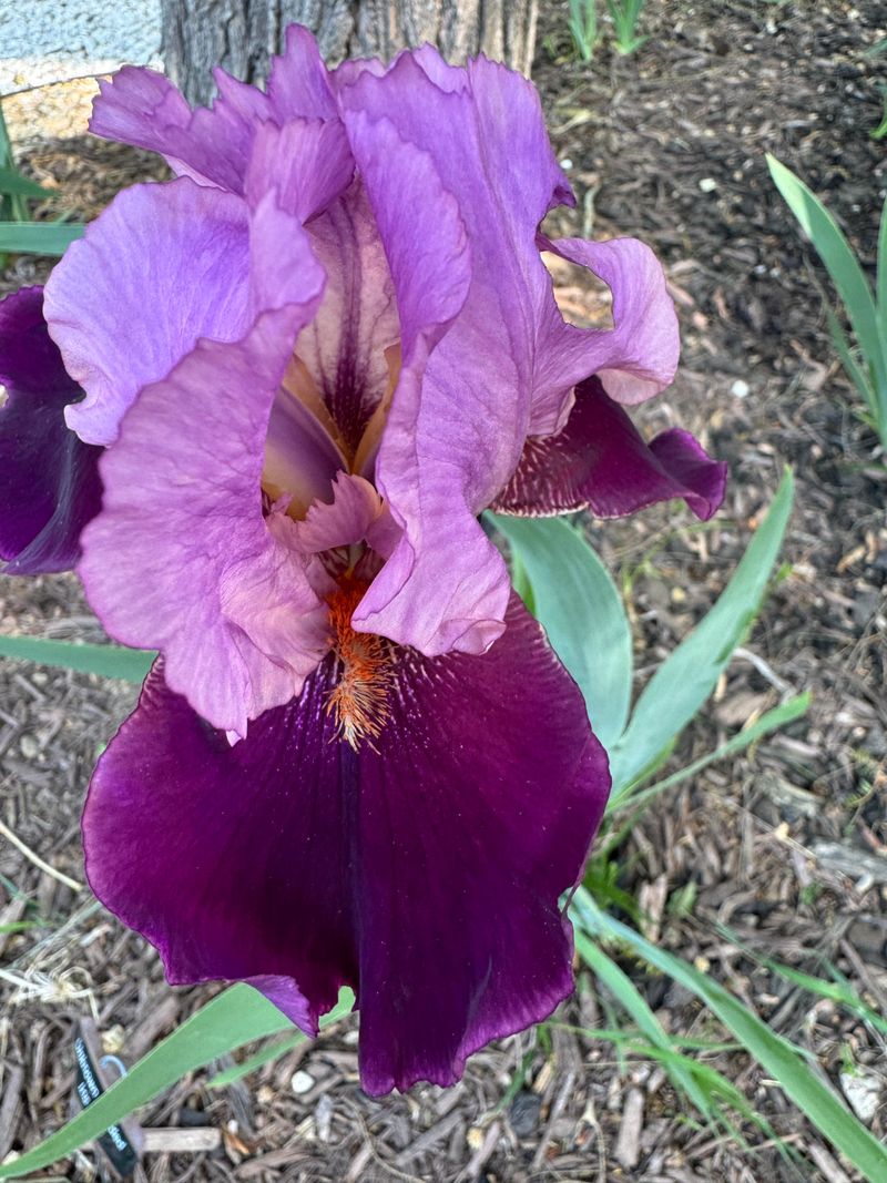 Iris (Bearded Types)