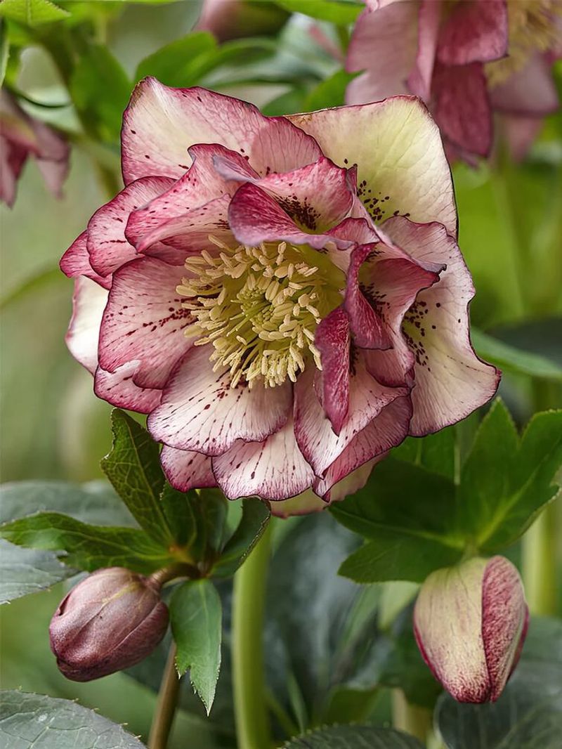 Hellebores