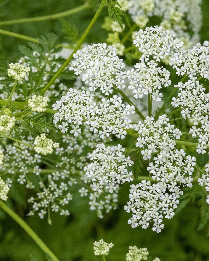 Hemlock