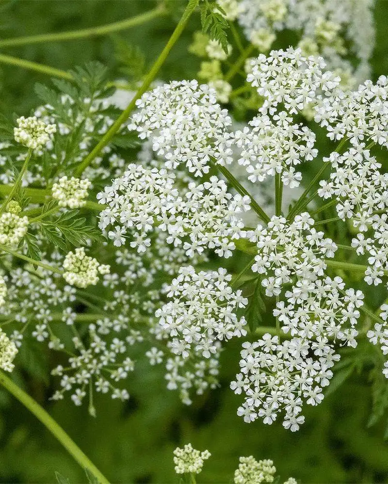 Hemlock