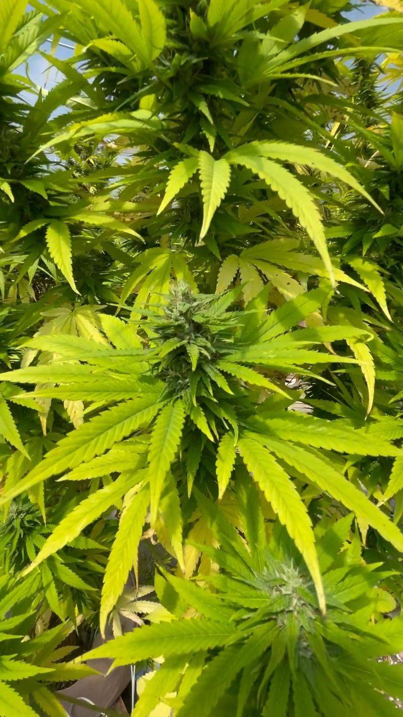 Hemp