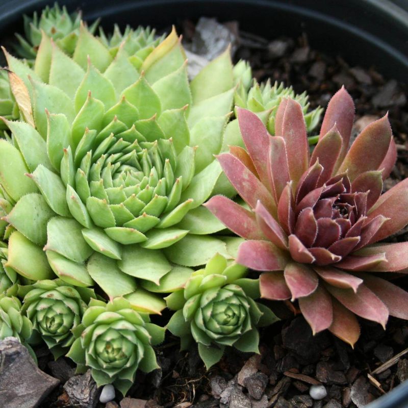 Hens-and-Chicks (Sempervivum)