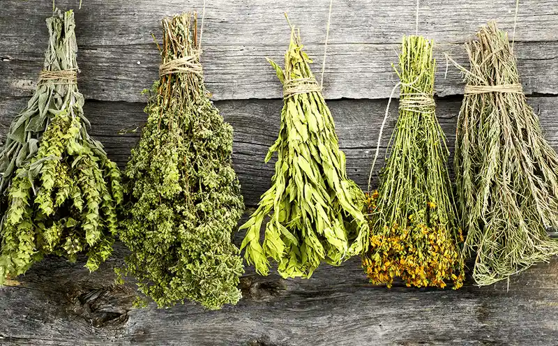 Herb Drying and Preservation