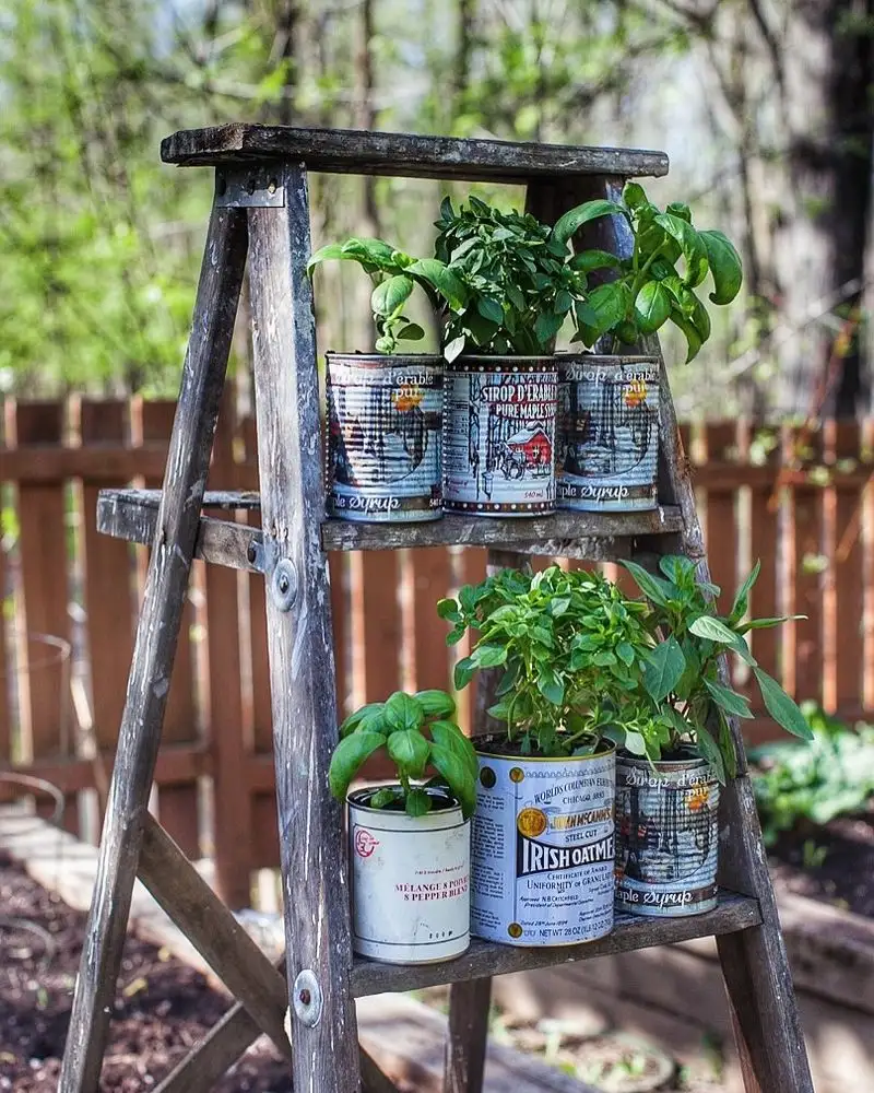 Herb Garden in a Tin Can