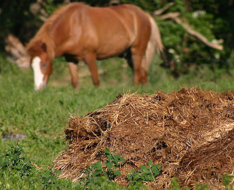 Herbivore Manure
