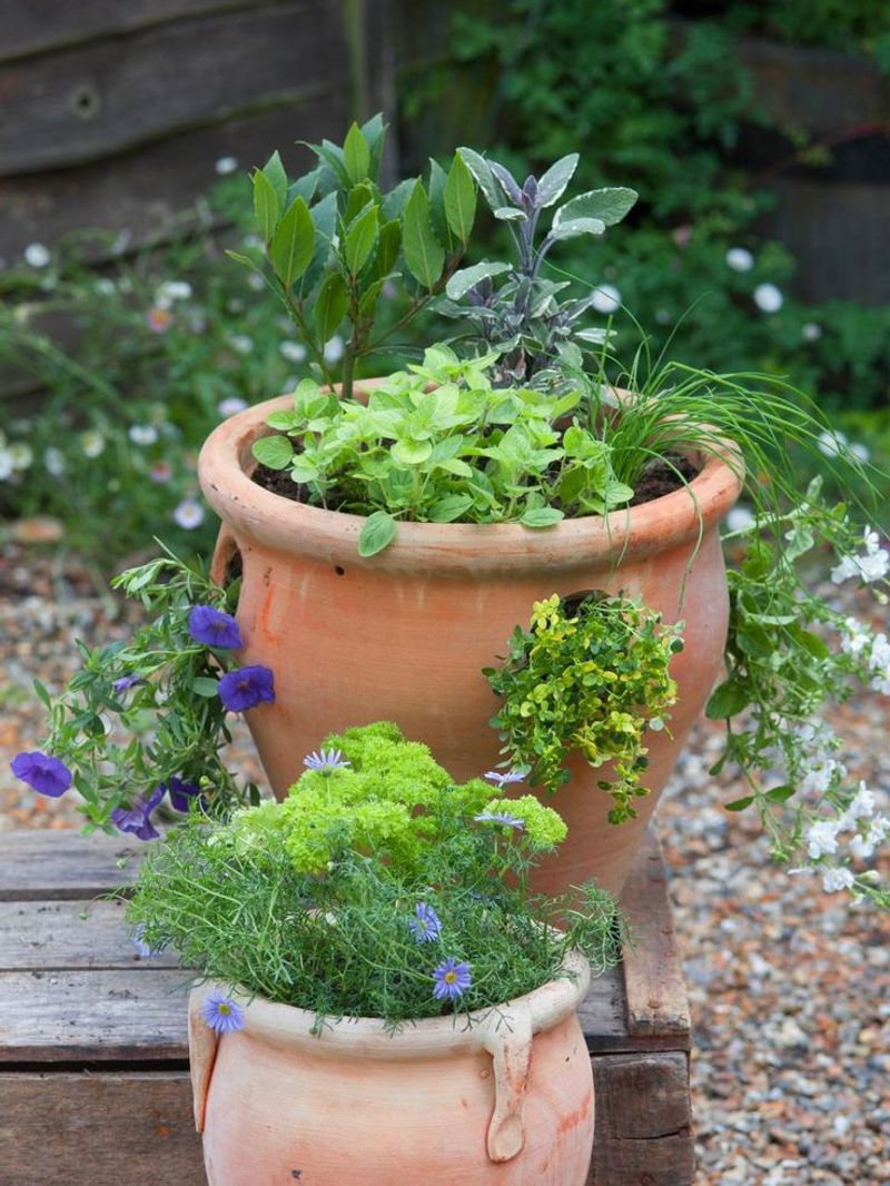 Herbs