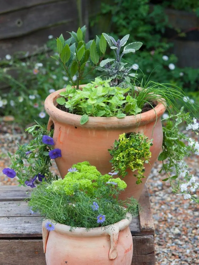 Herbs