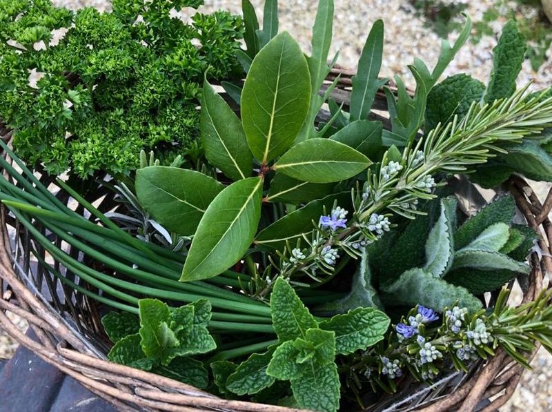 Herbs (Basil, Mint, etc.)