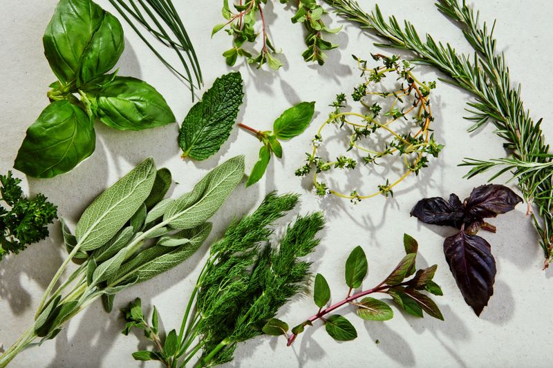 Herbs (Basil, Rosemary, etc.)