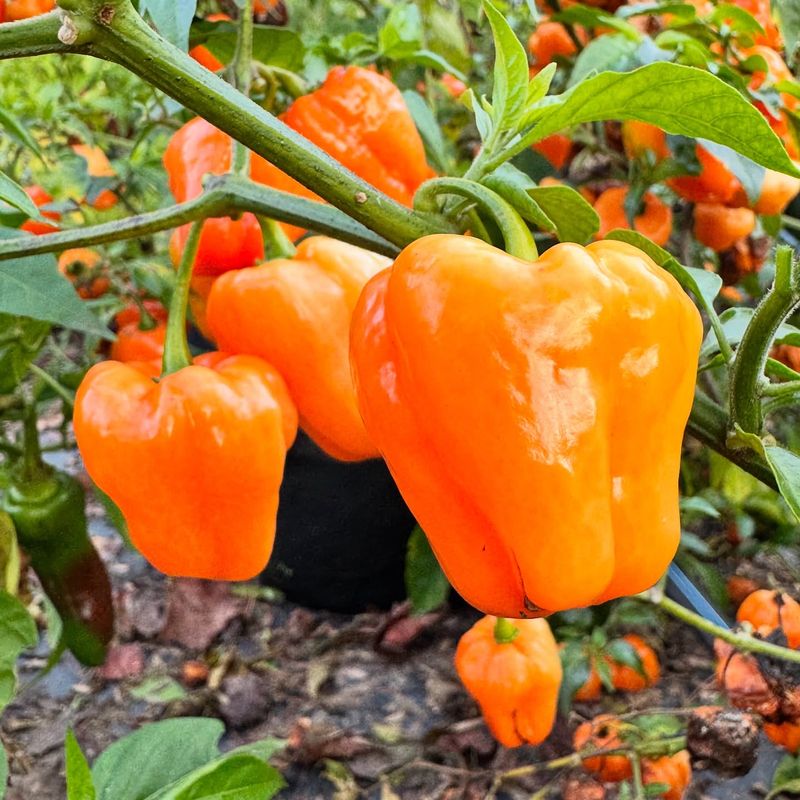Bell Peppers
