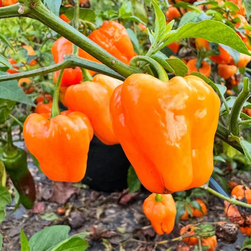 Bell Peppers