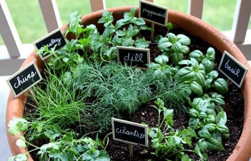 Herbs Collection