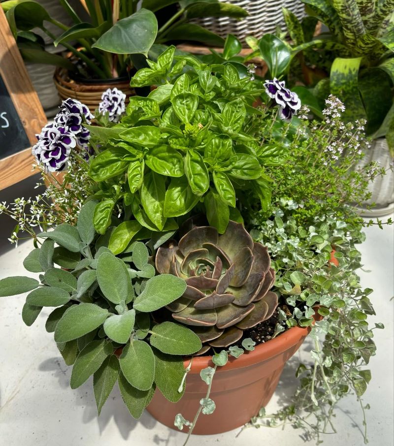 Herbs (Mixed)