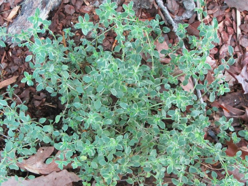 Herbs (Thyme)