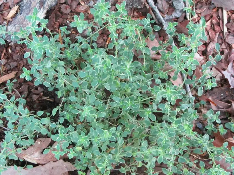 Herbs (Thyme)