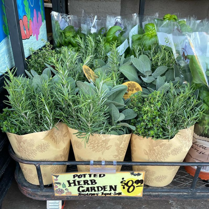 Herbs