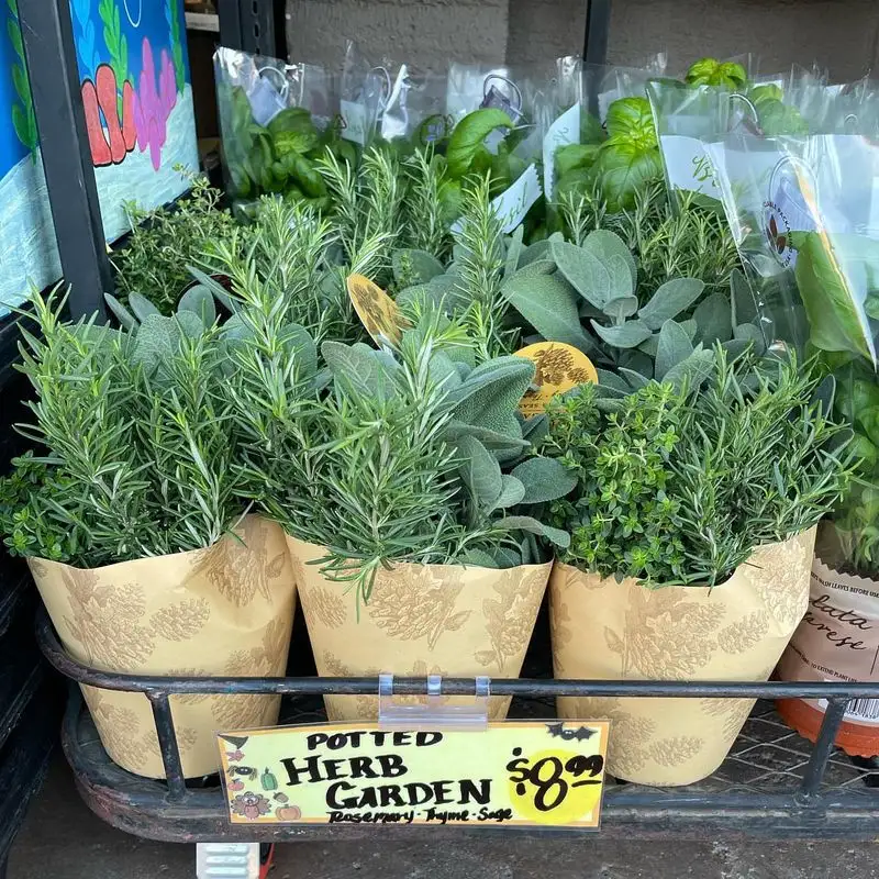 Herbs