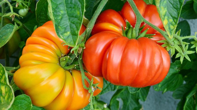Heritage Plant Varieties