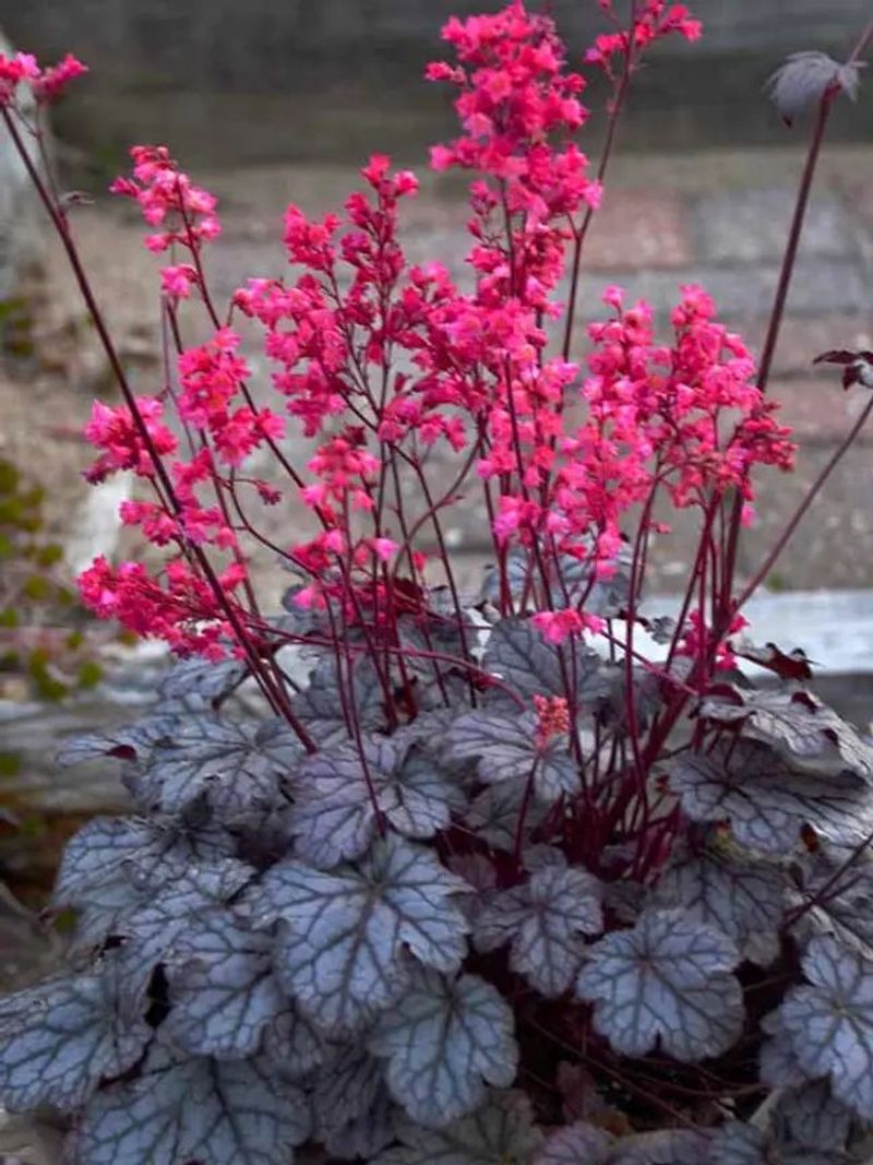 Heuchera