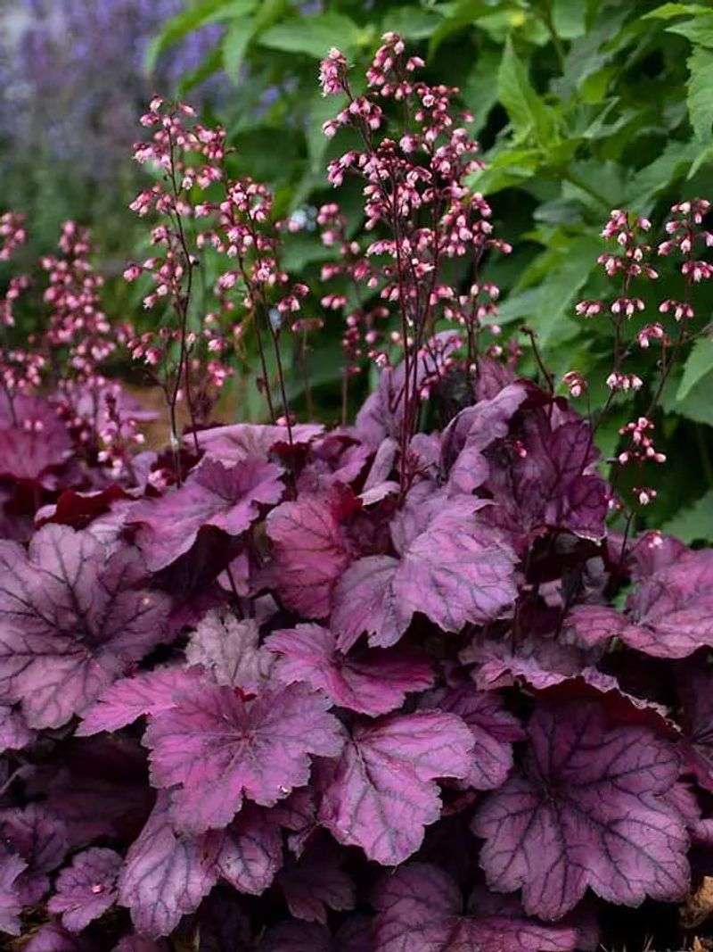 Heuchera (Coral Bells)