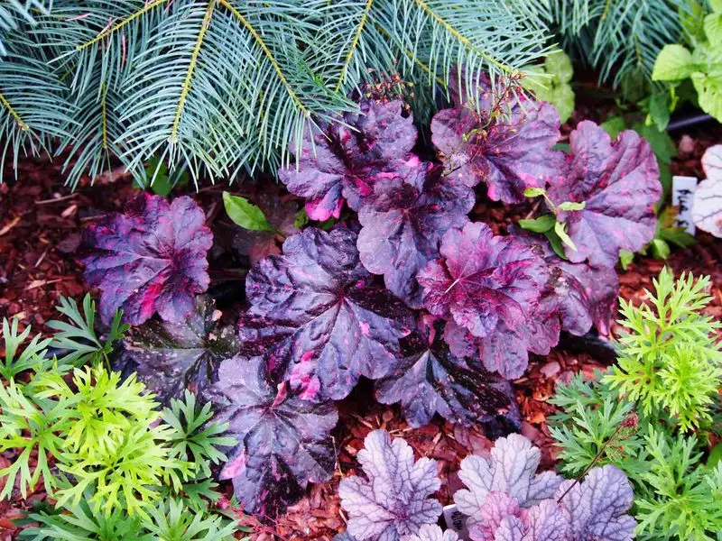 Heuchera (Heuchera spp.)