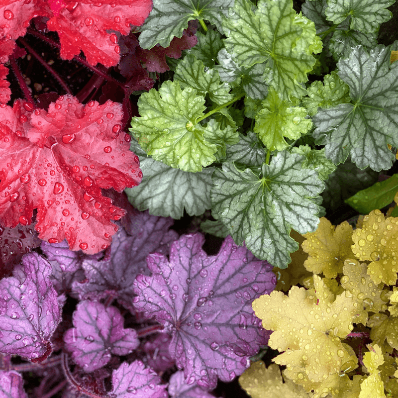 Heuchera