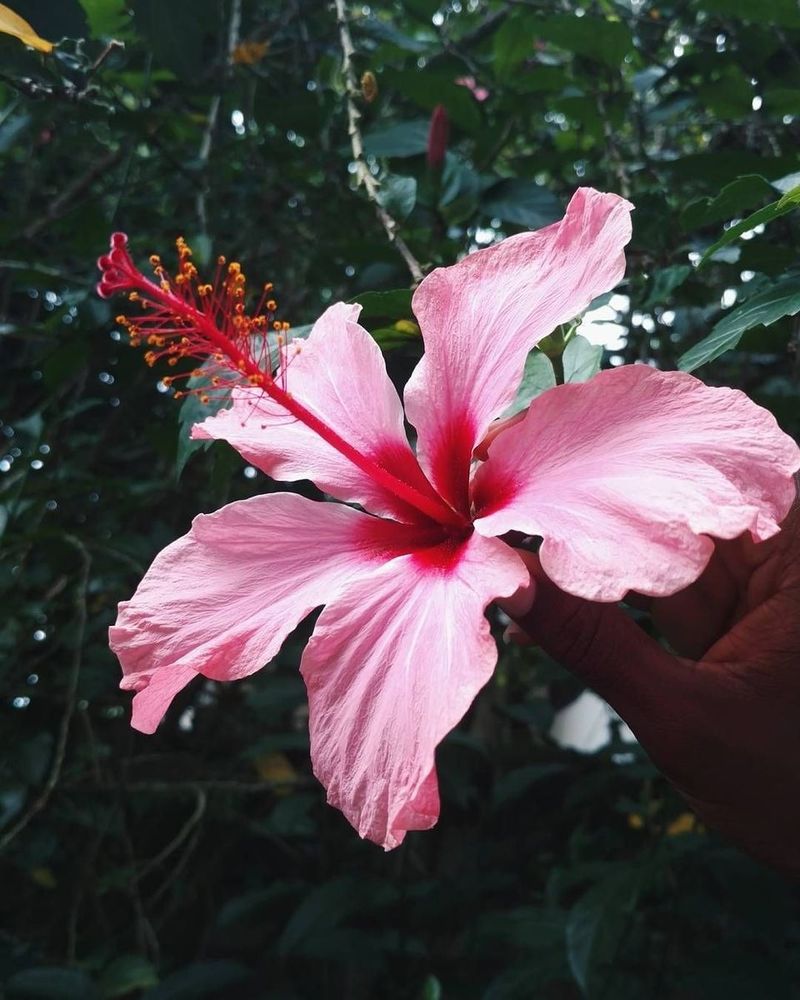 Hibiscus
