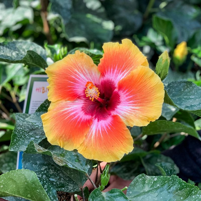 Hibiscus